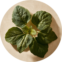 Patchouli Perfumes